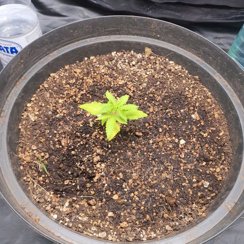 Auto blueberry mazzar  growlog photo: Tudo certo ✔ 