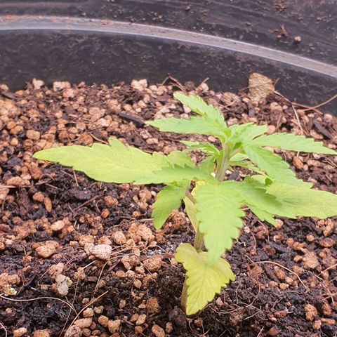 Auto blueberry mazzar  growlog photo: Tudo certo ✔ 