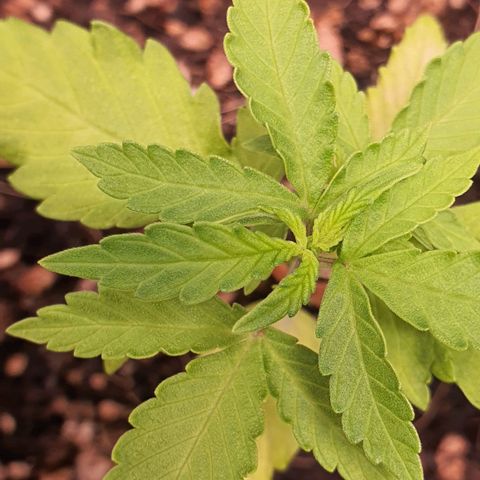 Auto blueberry mazzar  growlog photo: Tudo certo ✔ 