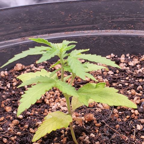 Auto blueberry mazzar  growlog photo: Roguei com bio heaven 