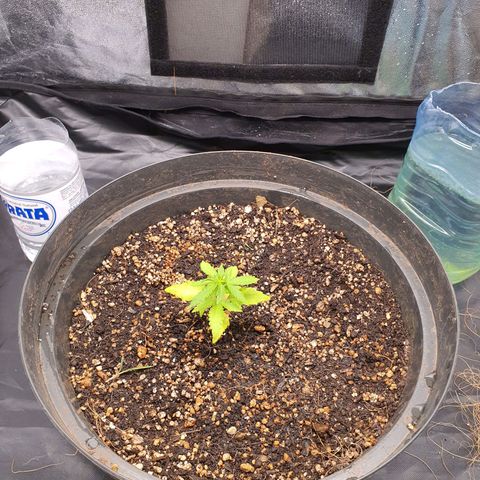 Auto blueberry mazzar  growlog photo: Roguei com bio heaven 