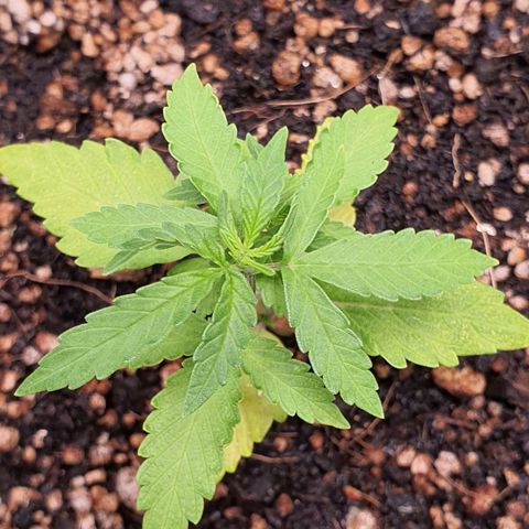 Auto blueberry mazzar  growlog photo: Roguei com bio heaven 