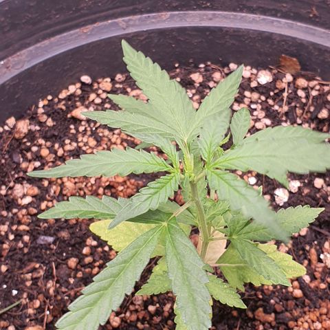 Auto blueberry mazzar  growlog timeline photo