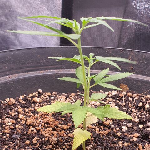 Auto blueberry mazzar  growlog timeline photo