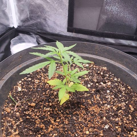Auto blueberry mazzar  growlog timeline photo