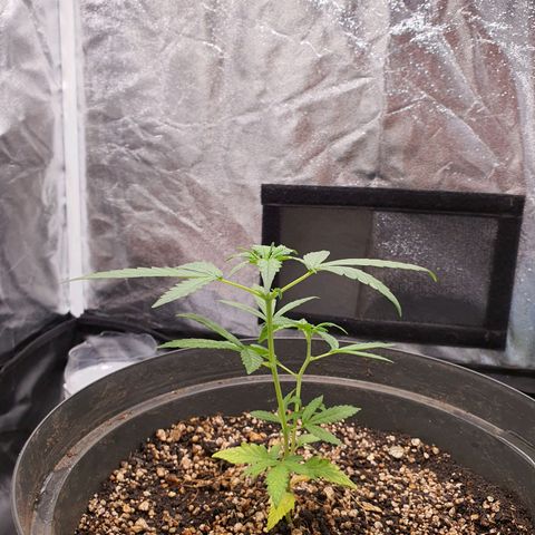 Auto blueberry mazzar  growlog photo: Teve rega 