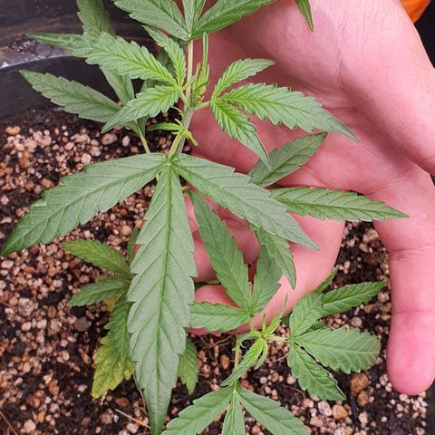 Auto blueberry mazzar  growlog photo: Teve rega 