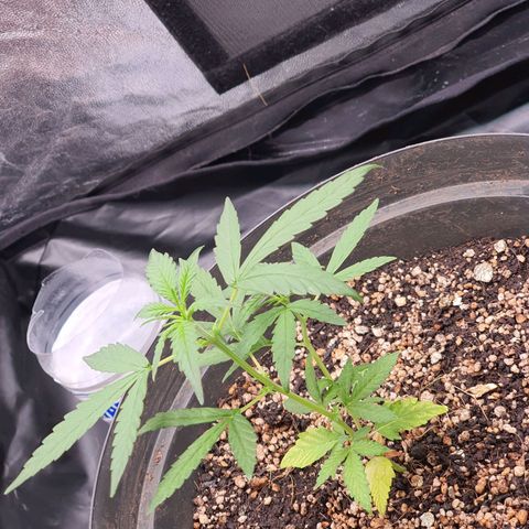 Auto blueberry mazzar  growlog photo: Teve rega 