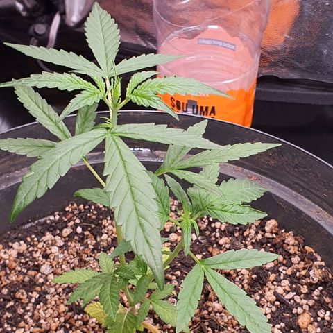 Auto blueberry mazzar  growlog photo: Teve rega 