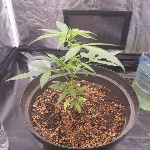 Auto blueberry mazzar  growlog timeline photo
