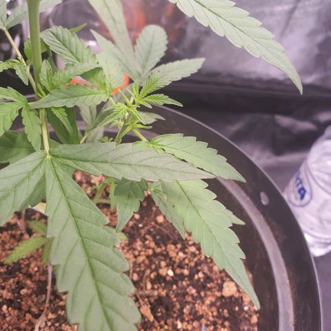 Auto blueberry mazzar  growlog timeline photo