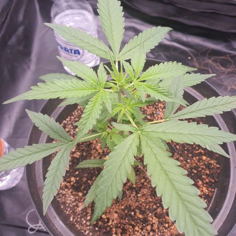 Auto blueberry mazzar  growlog timeline photo