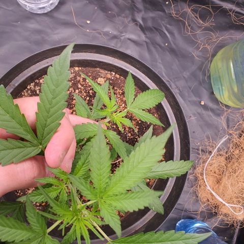 Auto blueberry mazzar  growlog timeline photo