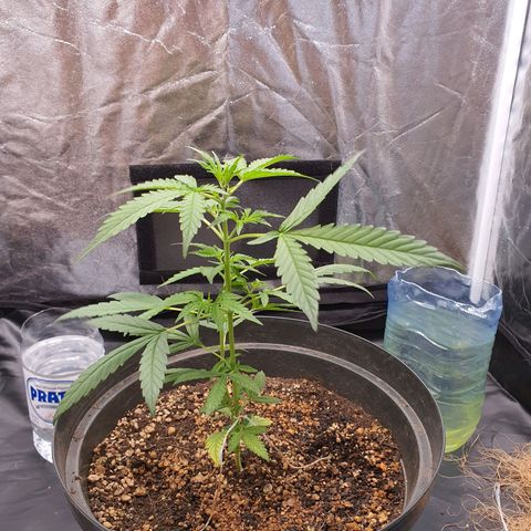 Auto blueberry mazzar  growlog timeline photo