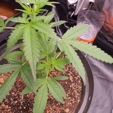 Auto blueberry mazzar  growlog timeline photo