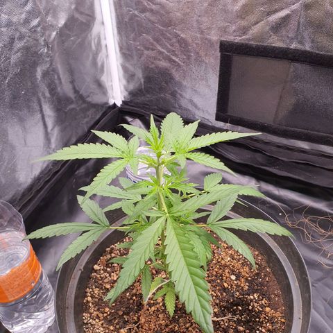 Auto blueberry mazzar  growlog timeline photo