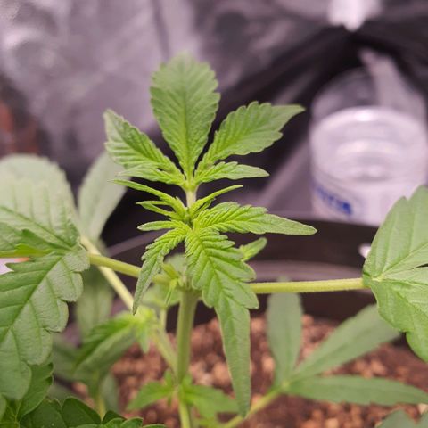 Auto blueberry mazzar  growlog timeline photo