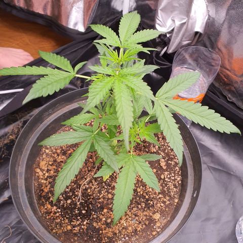 Auto blueberry mazzar  growlog timeline photo