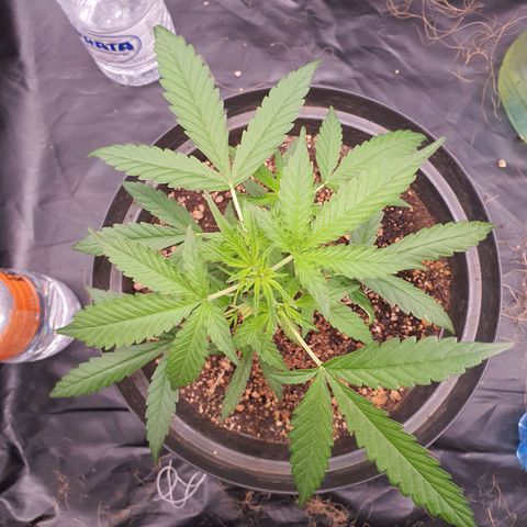 Auto blueberry mazzar  growlog timeline photo