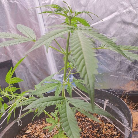 Auto blueberry mazzar  growlog timeline photo
