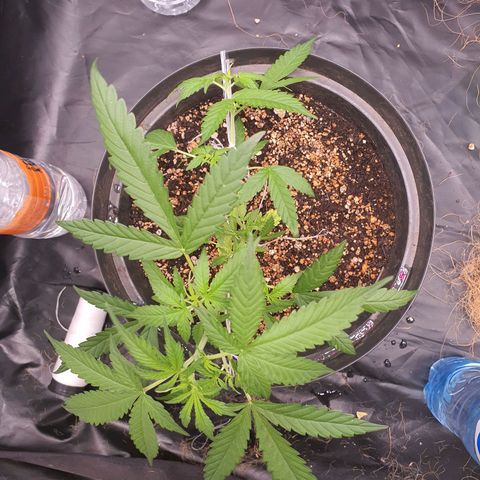 Auto blueberry mazzar  growlog timeline photo