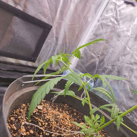 Auto blueberry mazzar  growlog timeline photo