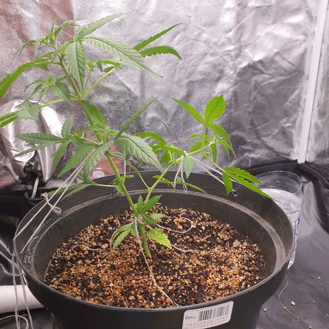 Auto blueberry mazzar  growlog timeline photo