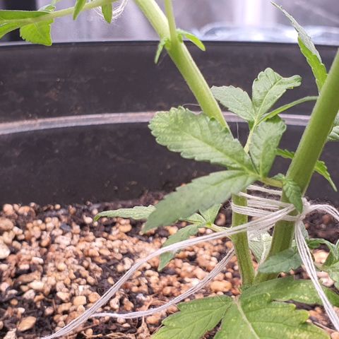 Auto blueberry mazzar  growlog timeline photo