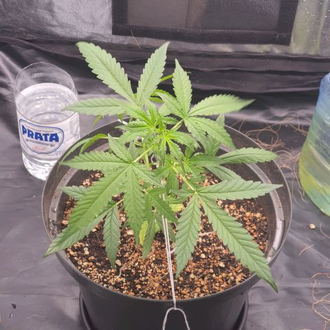 Auto blueberry mazzar  growlog timeline photo