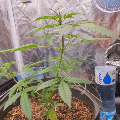 Auto blueberry mazzar  growlog timeline photo