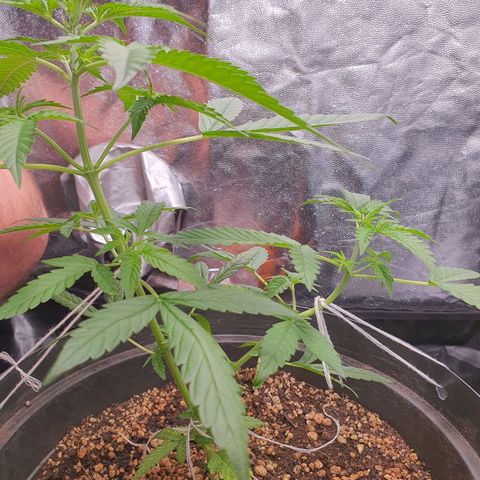 Auto blueberry mazzar  growlog timeline photo