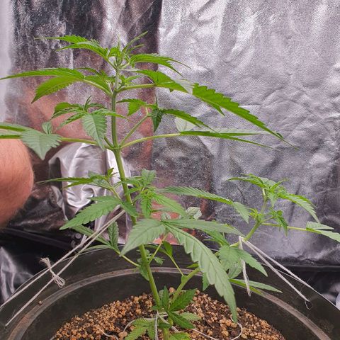 Auto blueberry mazzar  growlog timeline photo