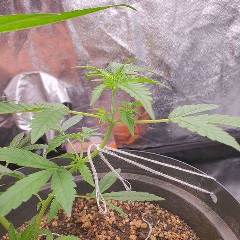 Auto blueberry mazzar  growlog timeline photo