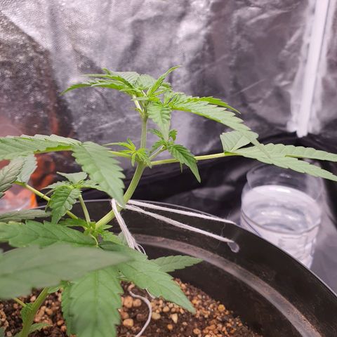 Auto blueberry mazzar  growlog timeline photo