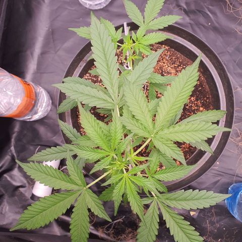 Auto blueberry mazzar  growlog timeline photo