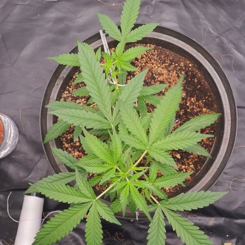 Auto blueberry mazzar  growlog timeline photo