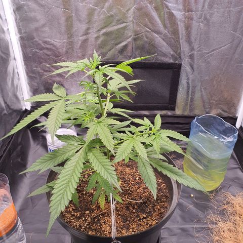 Auto blueberry mazzar  growlog timeline photo