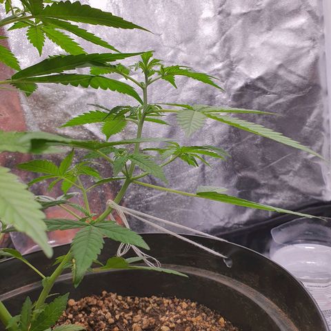 Auto blueberry mazzar  growlog timeline photo