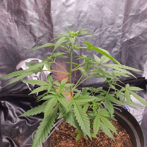 Auto blueberry mazzar  growlog timeline photo