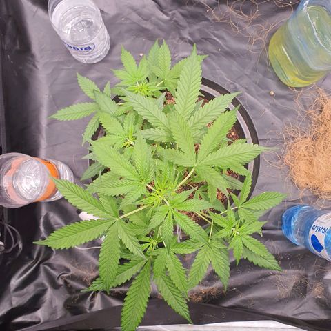 Auto blueberry mazzar  growlog timeline photo