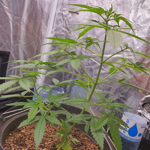 Auto blueberry mazzar  growlog timeline photo