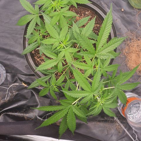Auto blueberry mazzar  growlog timeline photo