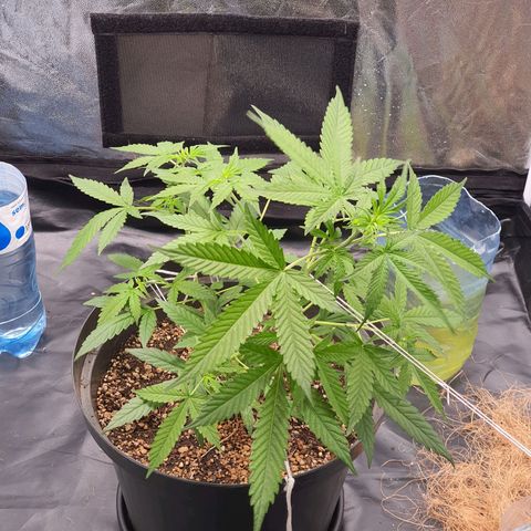 Auto blueberry mazzar  growlog timeline photo
