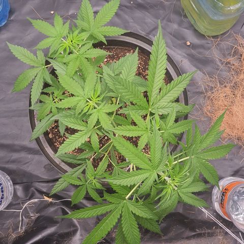 Auto blueberry mazzar  growlog timeline photo