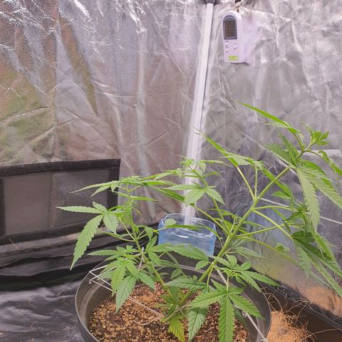 Auto blueberry mazzar  growlog timeline photo