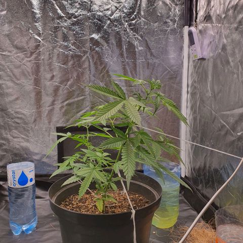 Auto blueberry mazzar  growlog timeline photo