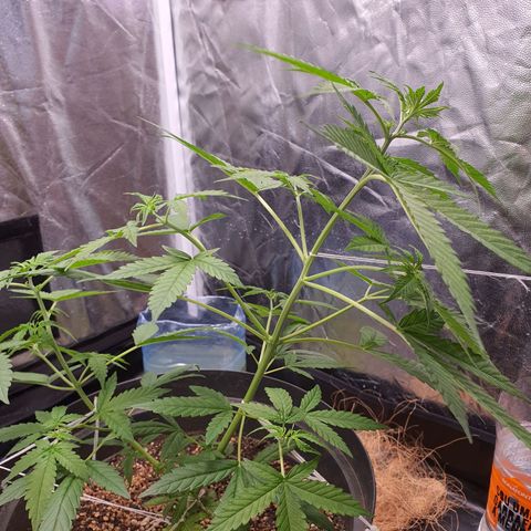 Auto blueberry mazzar  growlog timeline photo