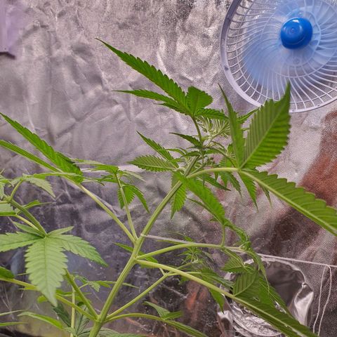 Auto blueberry mazzar  growlog timeline photo