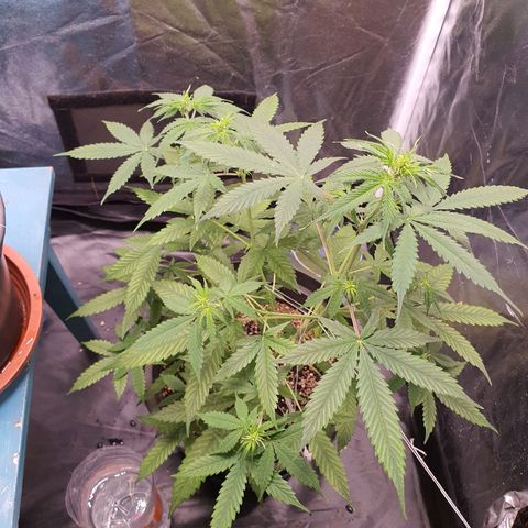 Auto blueberry mazzar  growlog timeline photo