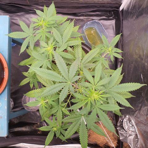 Auto blueberry mazzar  growlog timeline photo